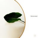 Espejo Karantina 60cm - Bronce mate